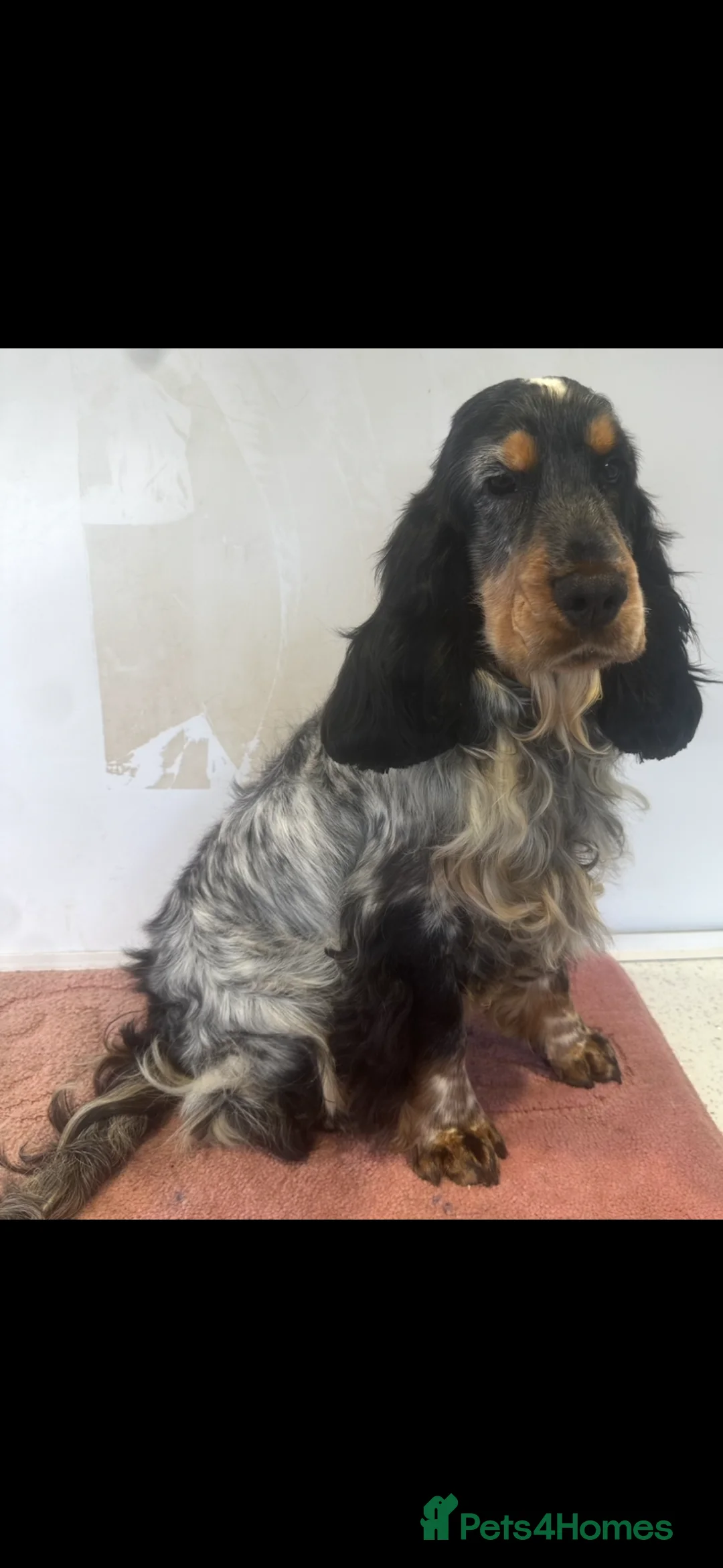 Cocker Spaniel dogs for sale: Stunning show cocker spaniels - Advert 14