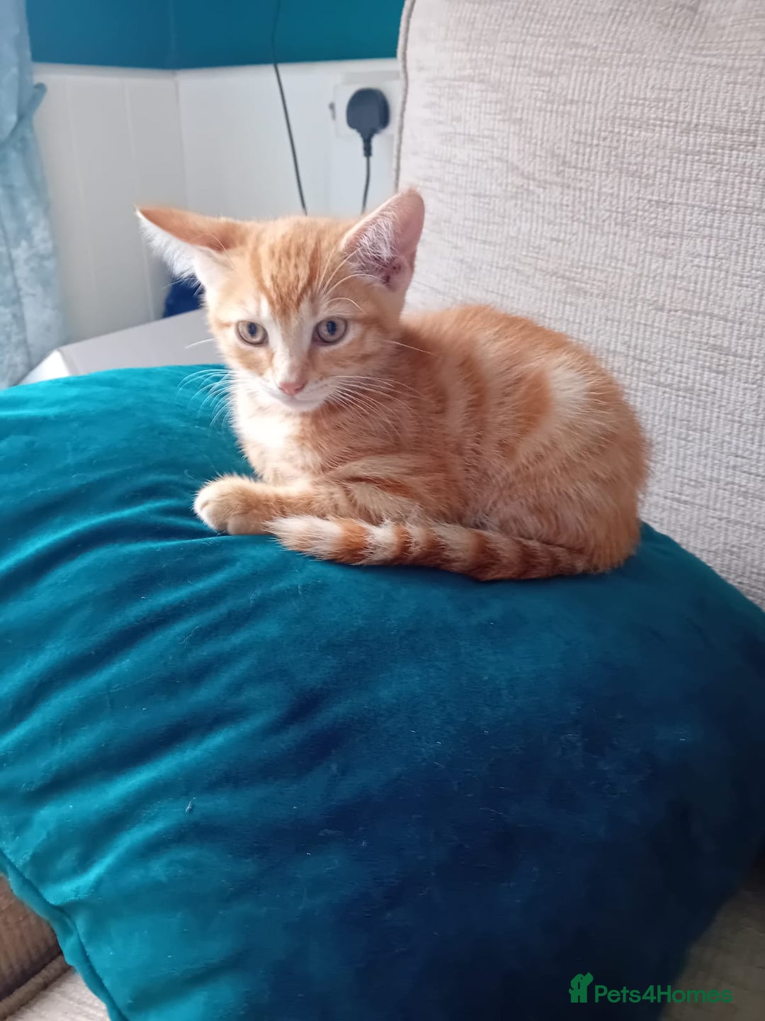 Mixed Breed cats for sale: Domestic Shorthair Kittens - Image 3