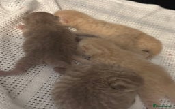 British Shorthair cats for sale: Beautiful bsh kittens  - Image 12