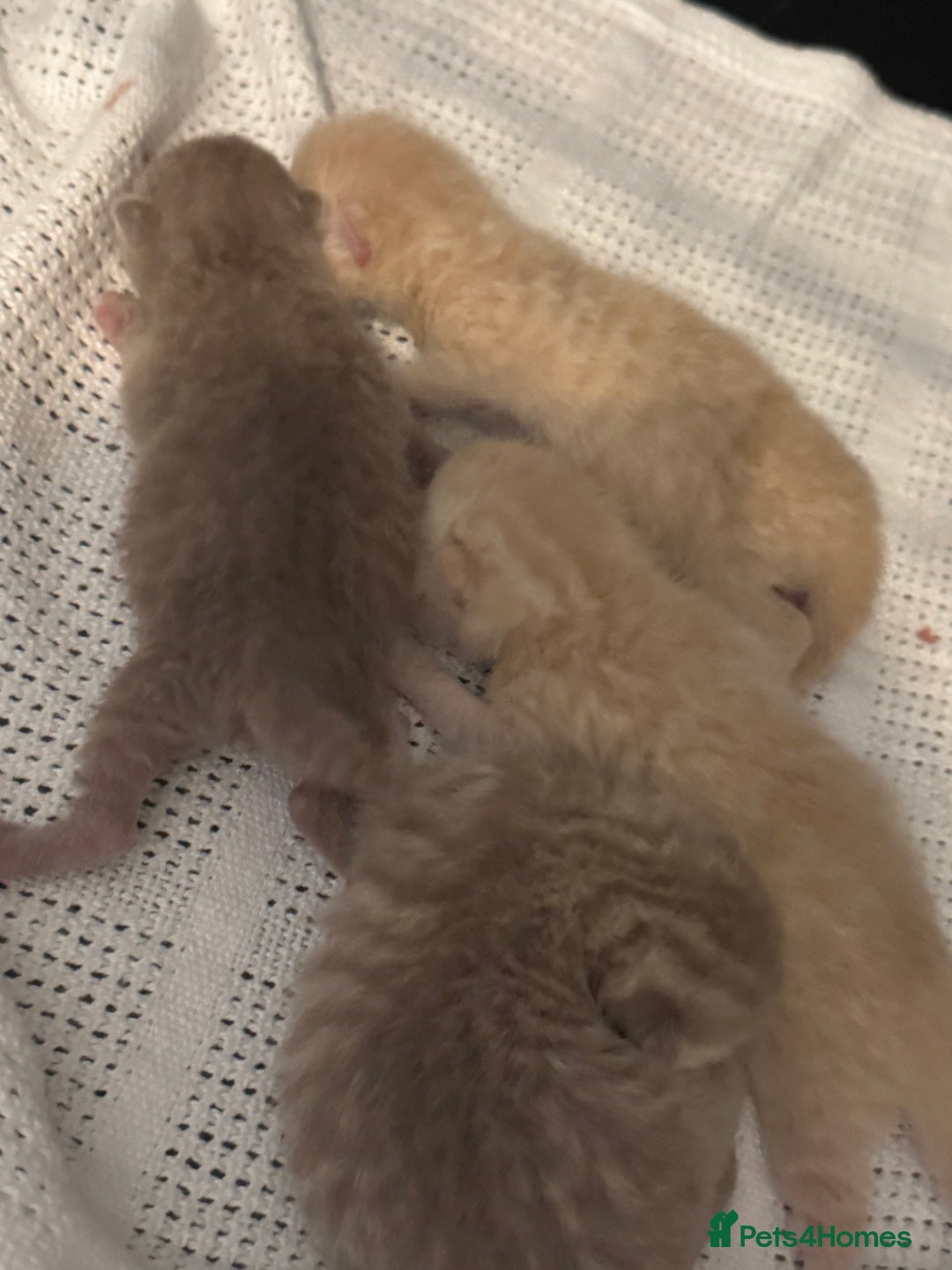 British Shorthair cats for sale: Beautiful bsh kittens  - Image 12