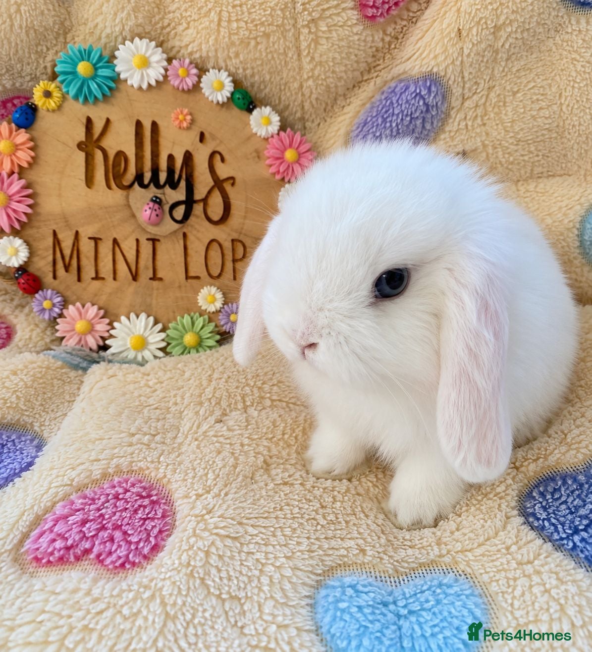 Mini Lop rabbits Purebred Mini Lops 🐰  - Advert 2