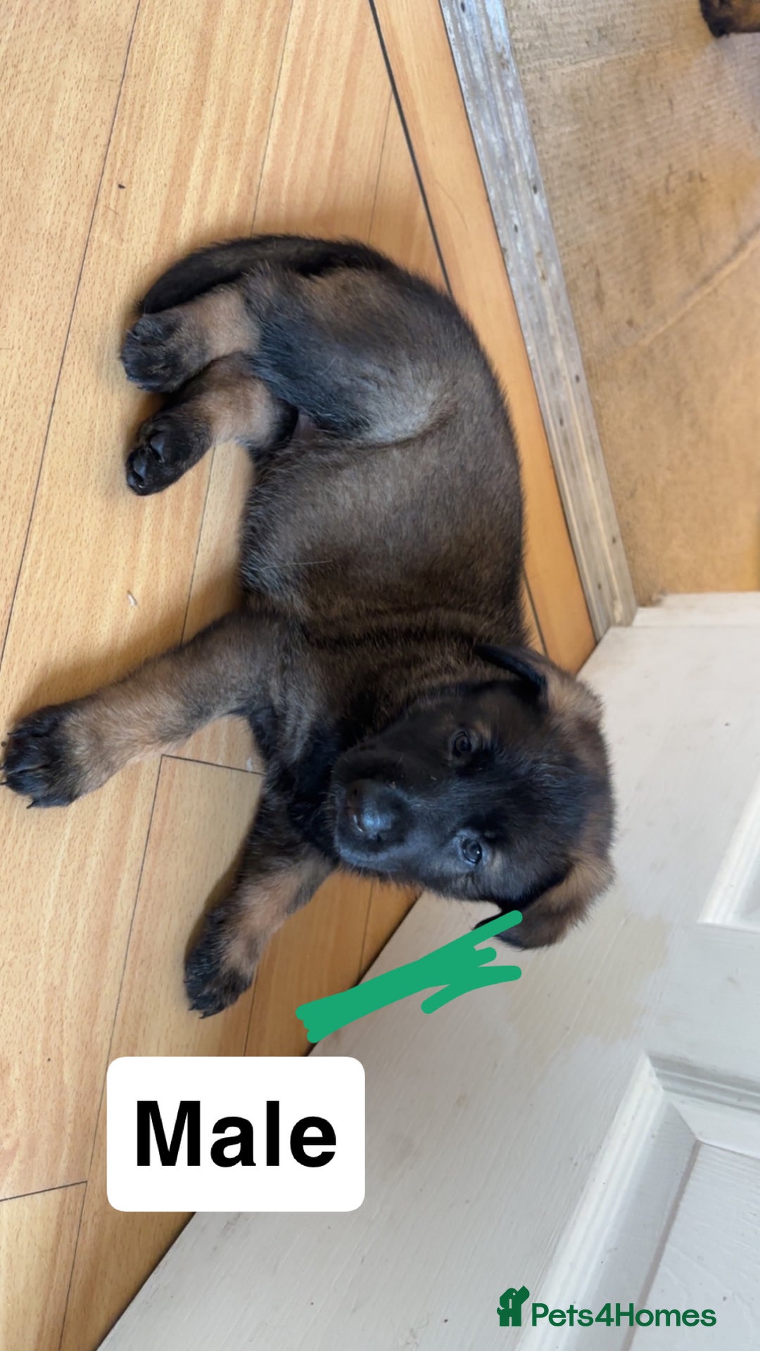 German Shepherd dogs for sale: 1 beautiful female German shepher kc reg working - Advert 24