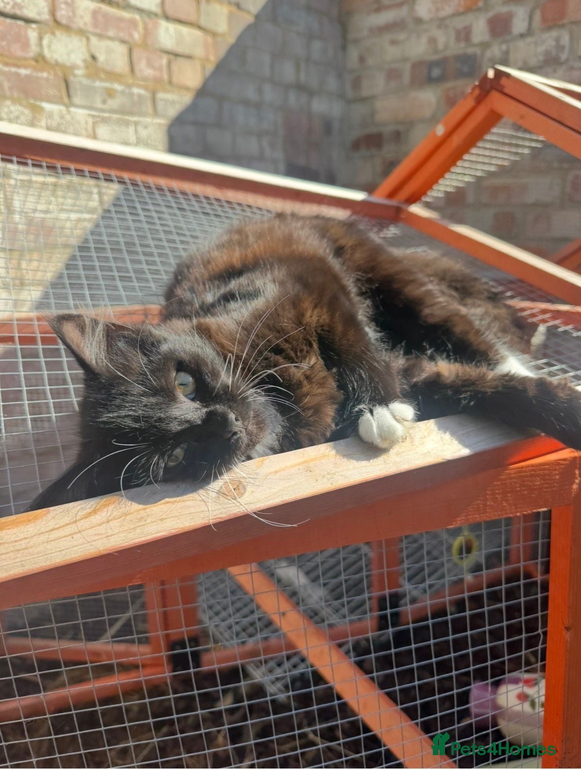 Domestic Shorthair cats Mother Cat & 2 Kittens - Advert 19