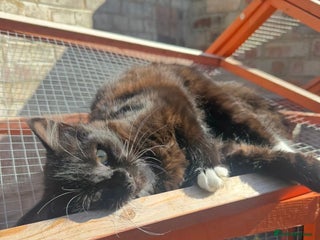 Domestic Shorthair cats Mother Cat & 2 Kittens - Advert 6