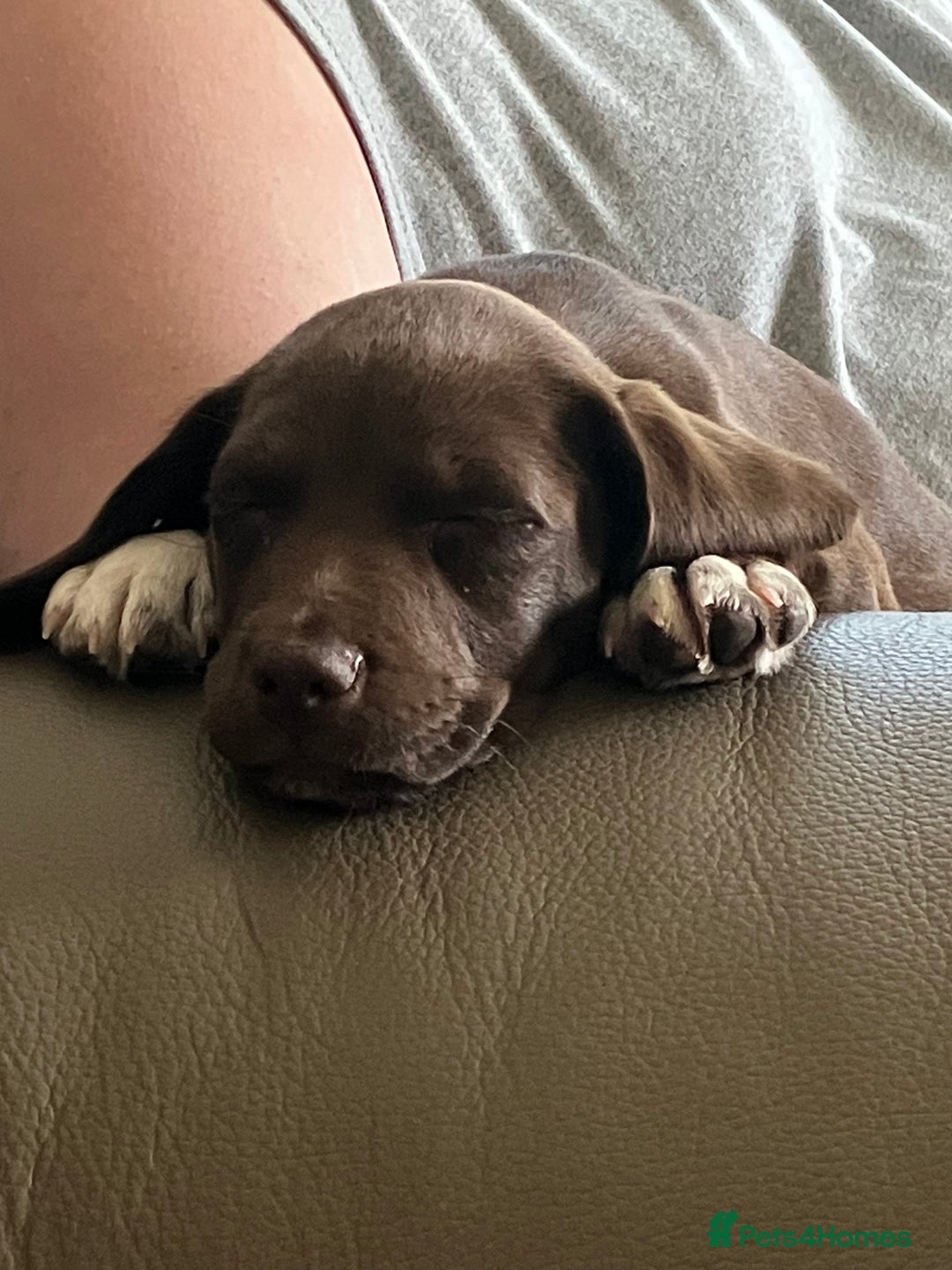 Bocker dogs for sale: 🐶 Cocker Spaniel x Beagle (Bocker) Puppy 🐶 - Image 7