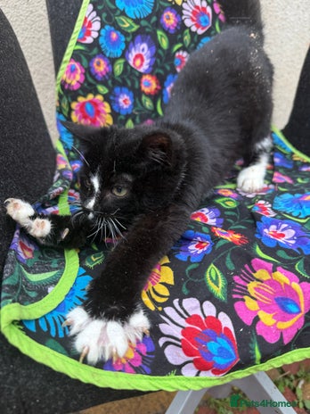 Mixed Breed cats Kittens ready today 😻 - Advert 9