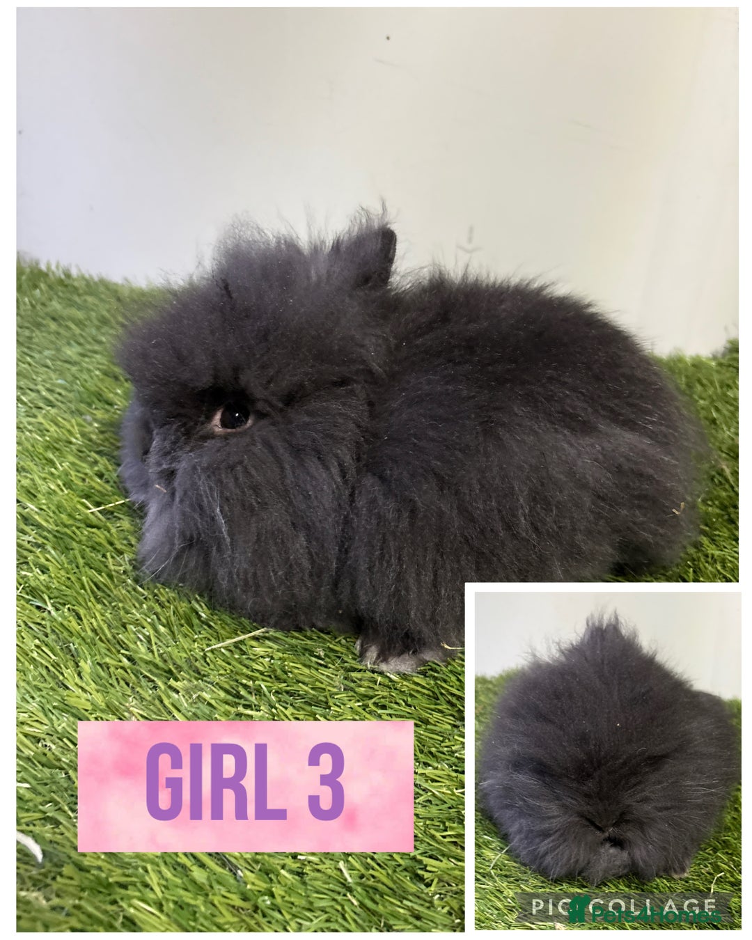 Lionhead rabbits for sale: Beautiful double mained lionheads ready soon  - Advert 3