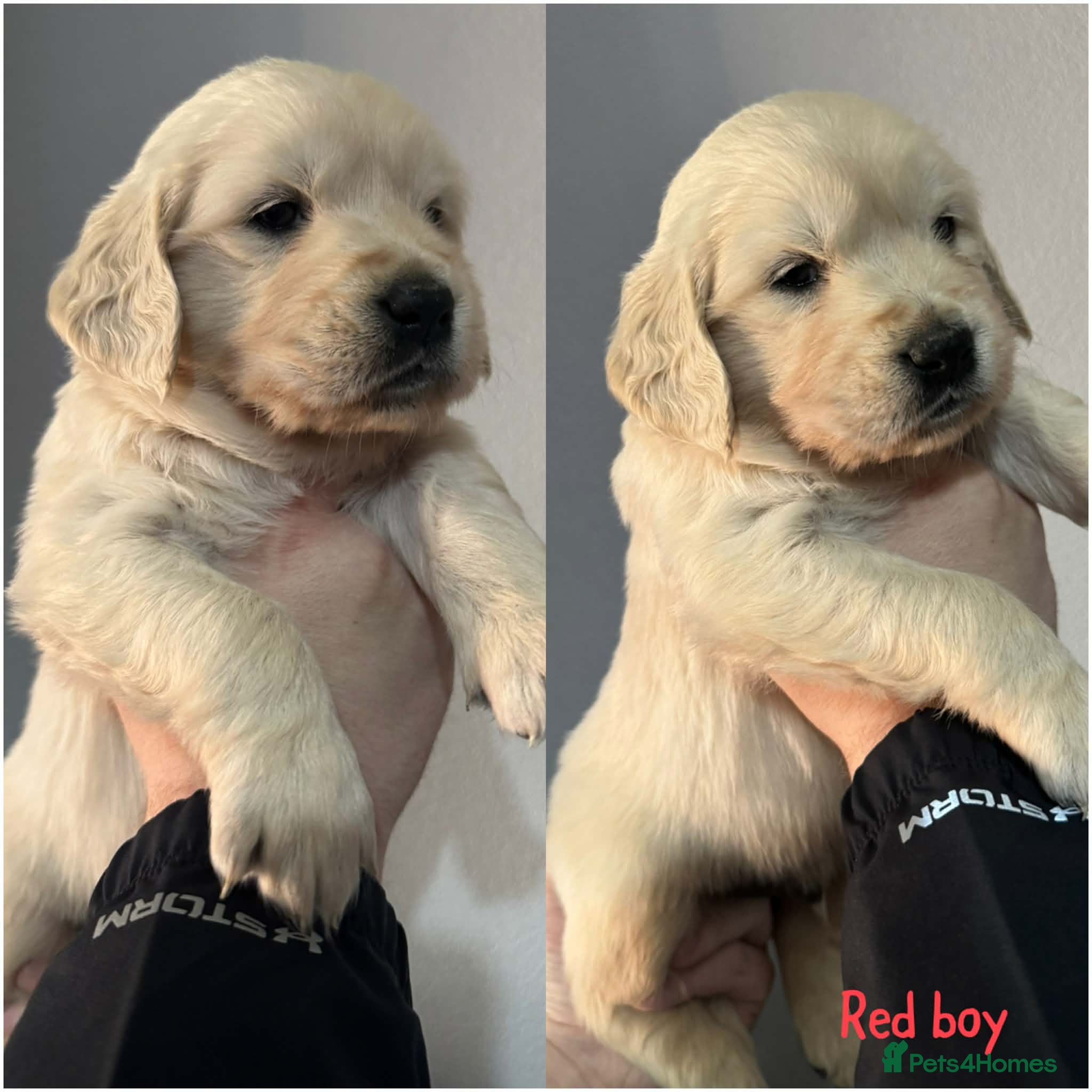 Golden Retriever dogs Beautiful Golden retriever Pups Showline KC Reg - Advert 19