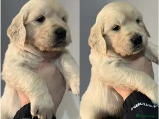 Golden Retriever dogs Beautiful Golden retriever Pups Showline KC Reg - Advert 18