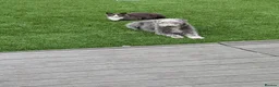 Mixed Breed dogs for sale: Gorgeous F1BB Bedlington Whippet Puppies - Advert 3