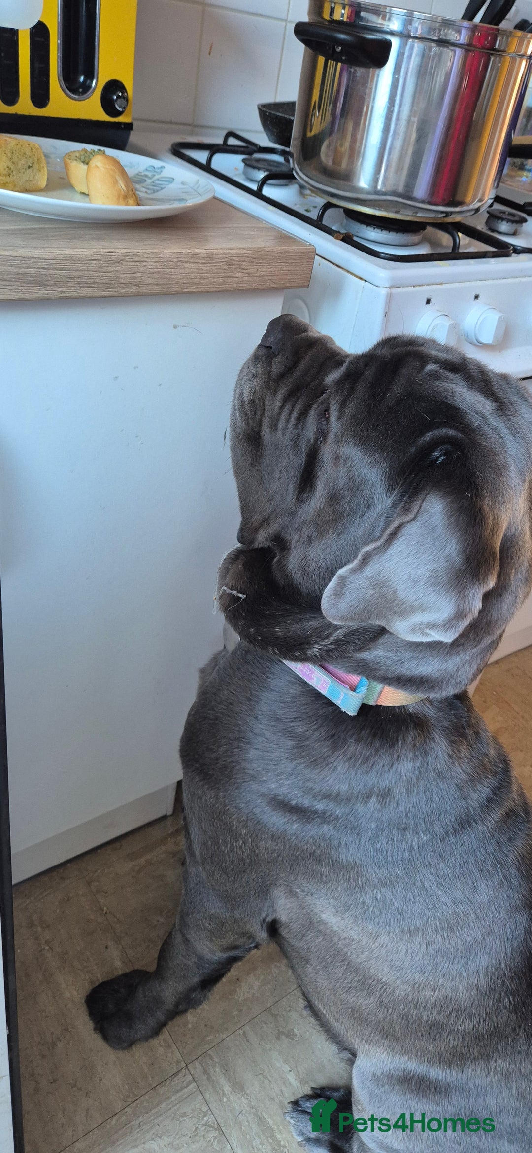 Neapolitan Mastiff dogs for sale: Neopolitan mastiff 2 years  - Advert 6