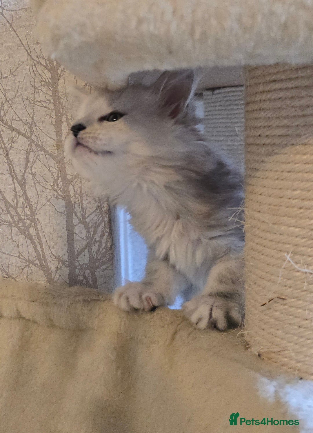 Maine Coon cats for sale: RARE Maine Coon Kittens Black Shaded  - Image 28