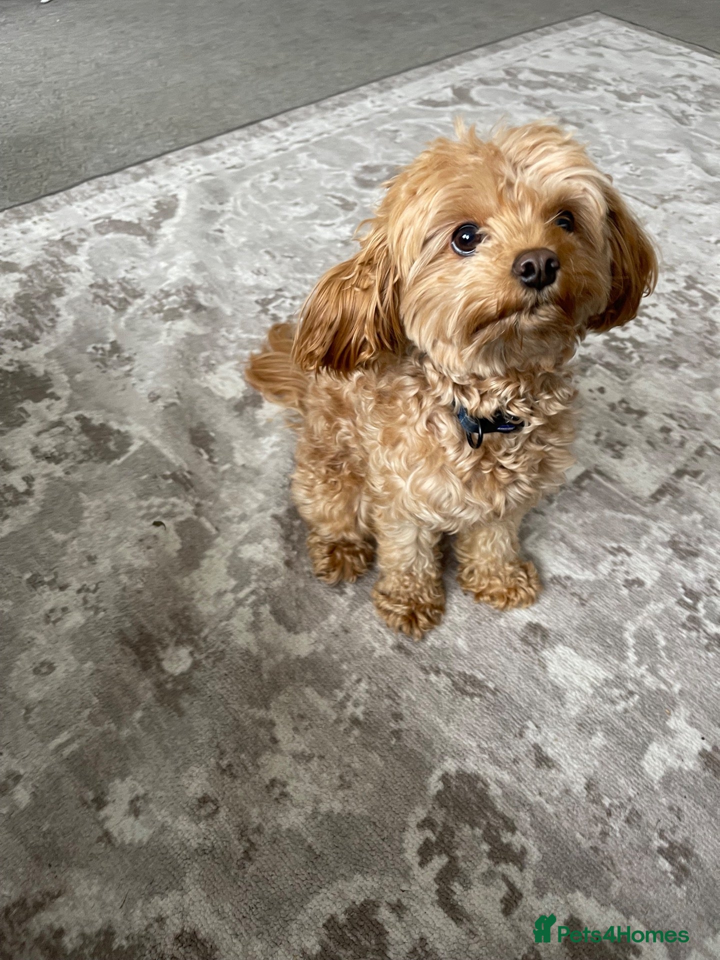 Cavapoo dogs for stud: CAVAPOO for Stud  - Advert 2