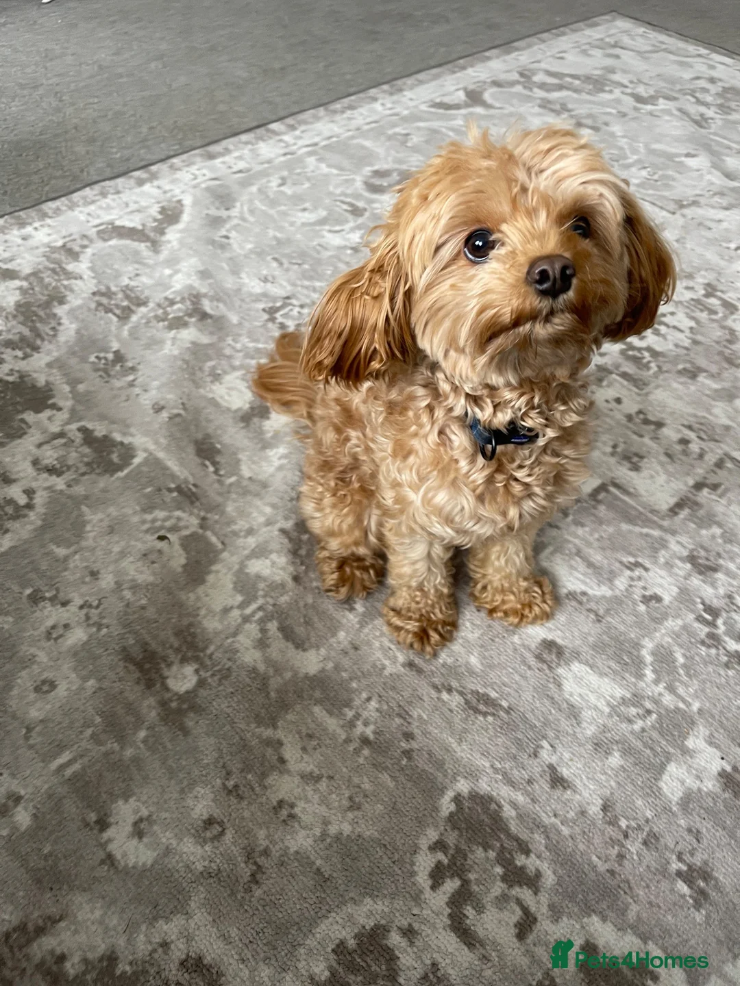Cavapoo dogs for stud: CAVAPOO for Stud  in Peterborough - Advert 1