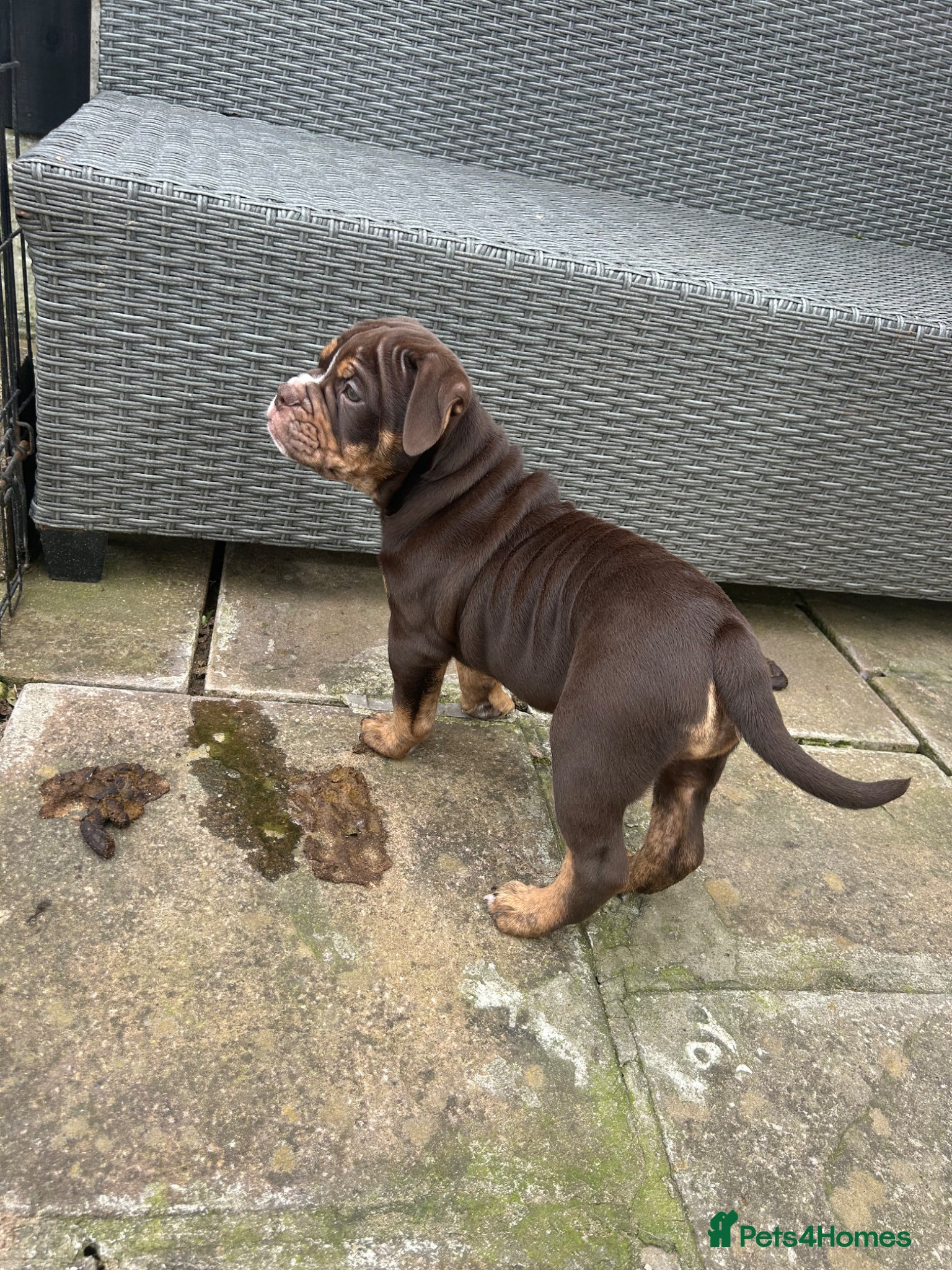 Olde English Bulldogge dogs 🔥Olde English bulldog puppies ready 2 leave🔥 - Advert 13