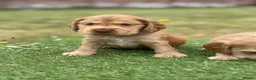 Cocker Spaniel dogs for sale: ⭐️stunning show type cocker spaniel puppies⭐️ - Advert 7
