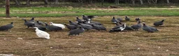 Mixed Breed poultry for sale: Guineafowl & Peafowl for sale  - Advert 4