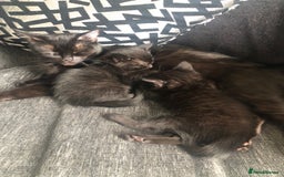 Mixed Breed cats for sale: beautiful kittens for sale  in Bellshill - Image 11