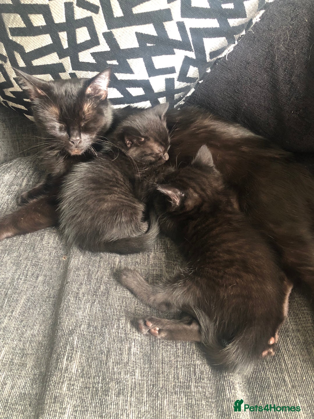 Mixed Breed cats for sale: beautiful kittens for sale  in Bellshill - Image 11