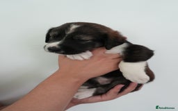 Mixed Breed dogs for sale: Mixed Breed Puppies - Image 4