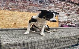 Border Collie dogs for sale: Beautiful female border collie  - Image 3