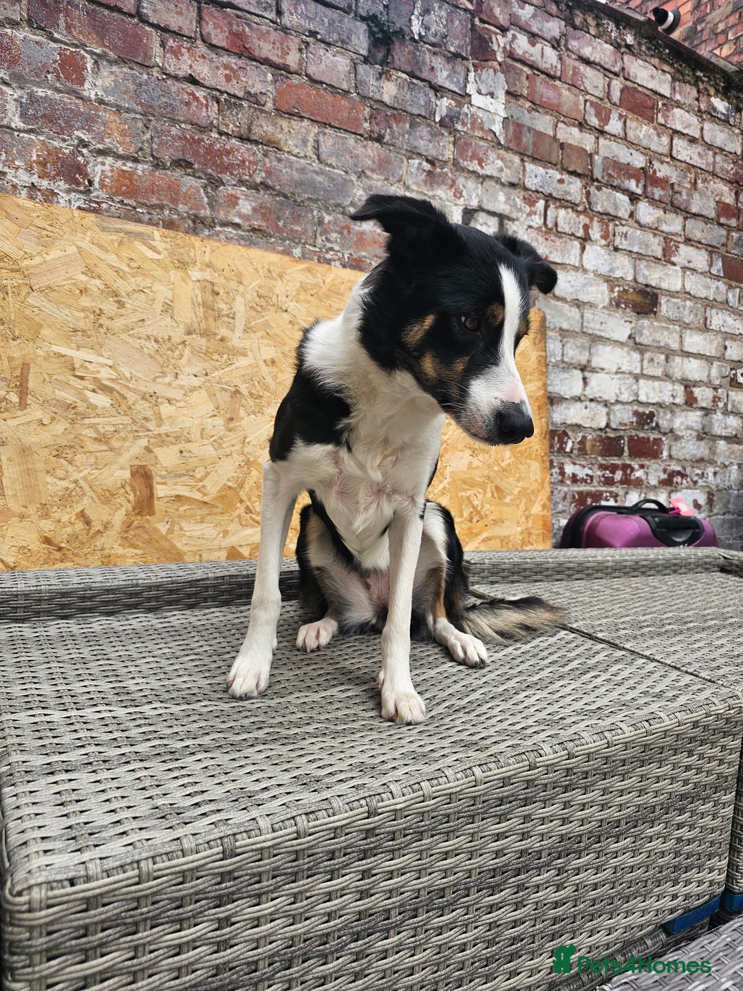 Border Collie dogs for sale: Beautiful female border collie  - Image 3