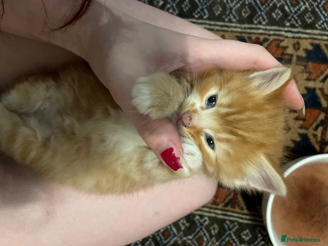 Domestic Shorthair cats for sale: litter of ginger and tuxedo kittens all boys - Image 8