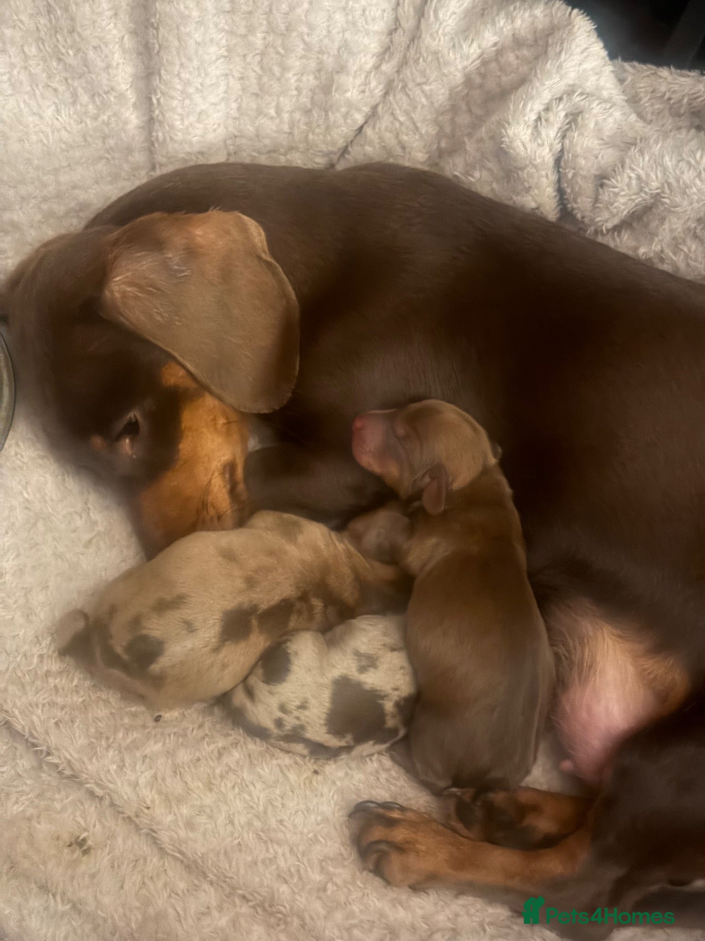 Miniature Dachshund dogs 3 miniature dachshunds  - Advert 1