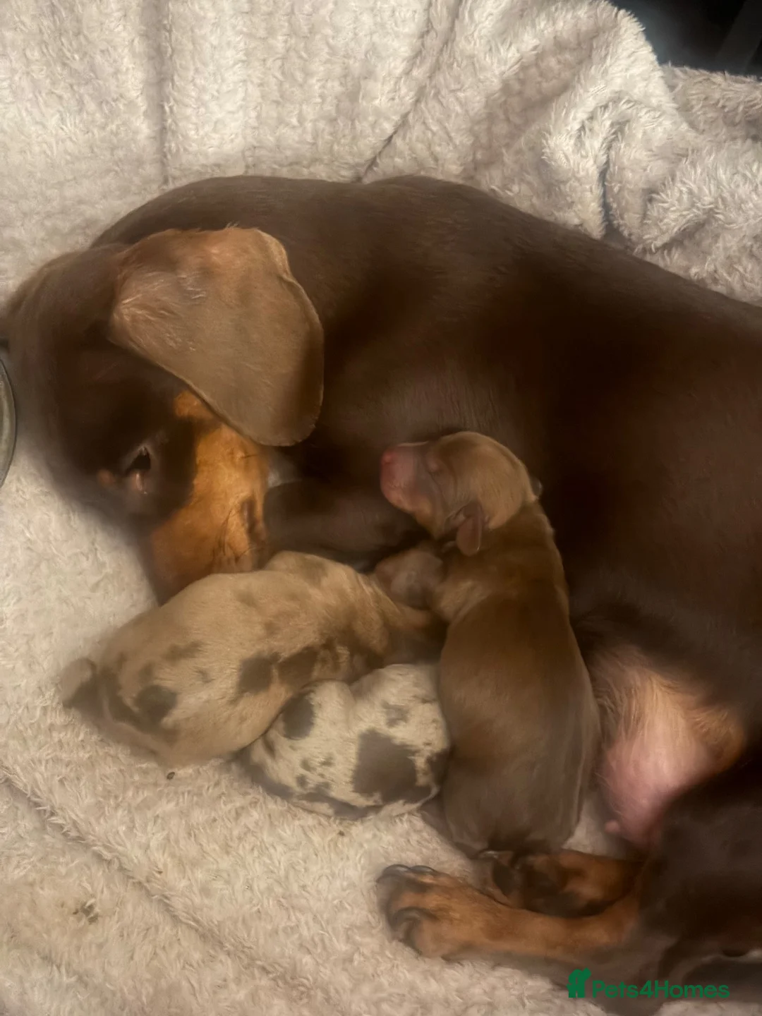 Miniature Dachshund dogs for sale: 3 miniature dachshunds  in Buckley - Advert 1
