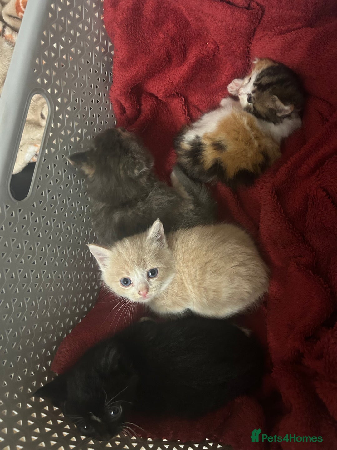 Mixed Breed cats for sale: Beautiful kittens READY NOW - Image 1