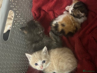 Mixed Breed cats - Advert 10