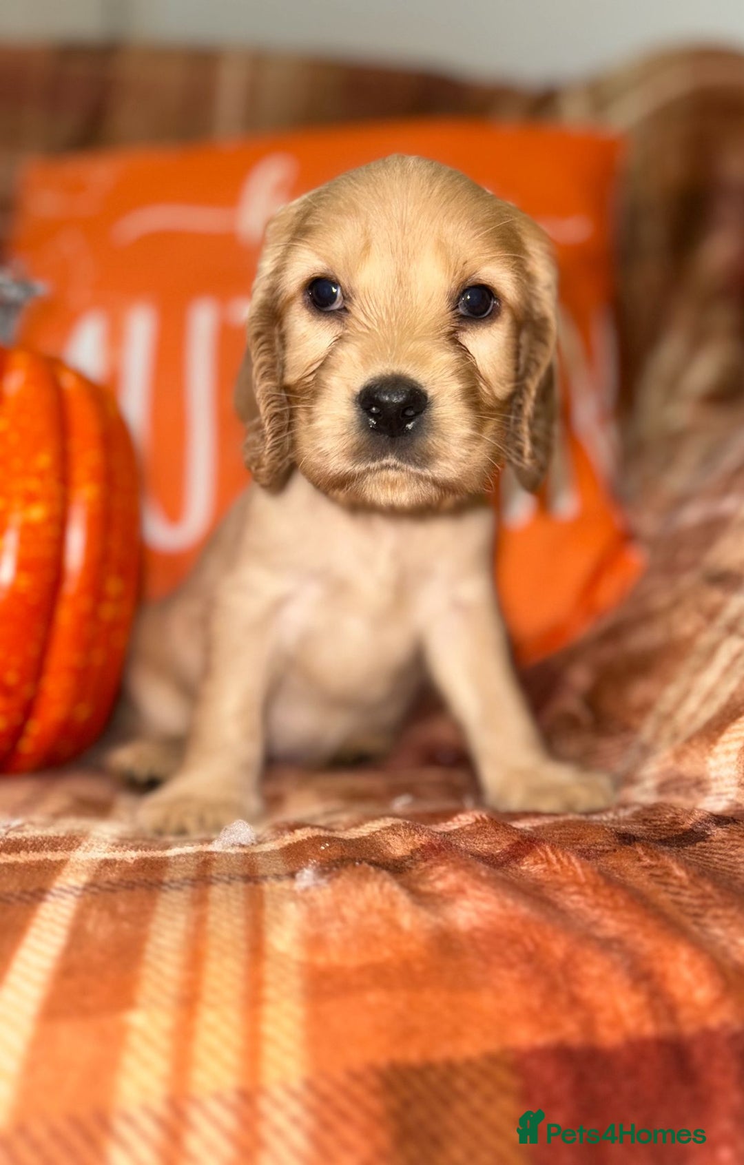 Cocker Spaniel dogs for sale: 🧡💛❤️Stunning KC Show Cocker Spaniels❤️🩷🧡 - Image 15