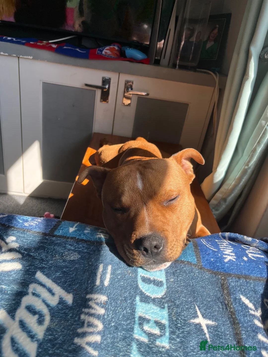 Staffordshire Bull Terrier dogs for sale: Are boy staffy - Advert 2