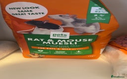 Rat rodents for sale: X2 male rats  - Image 7