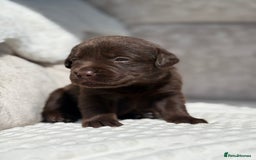Labrador Retriever dogs for sale: Stunning chocolate Labrador’s with silver jeans  - Image 15