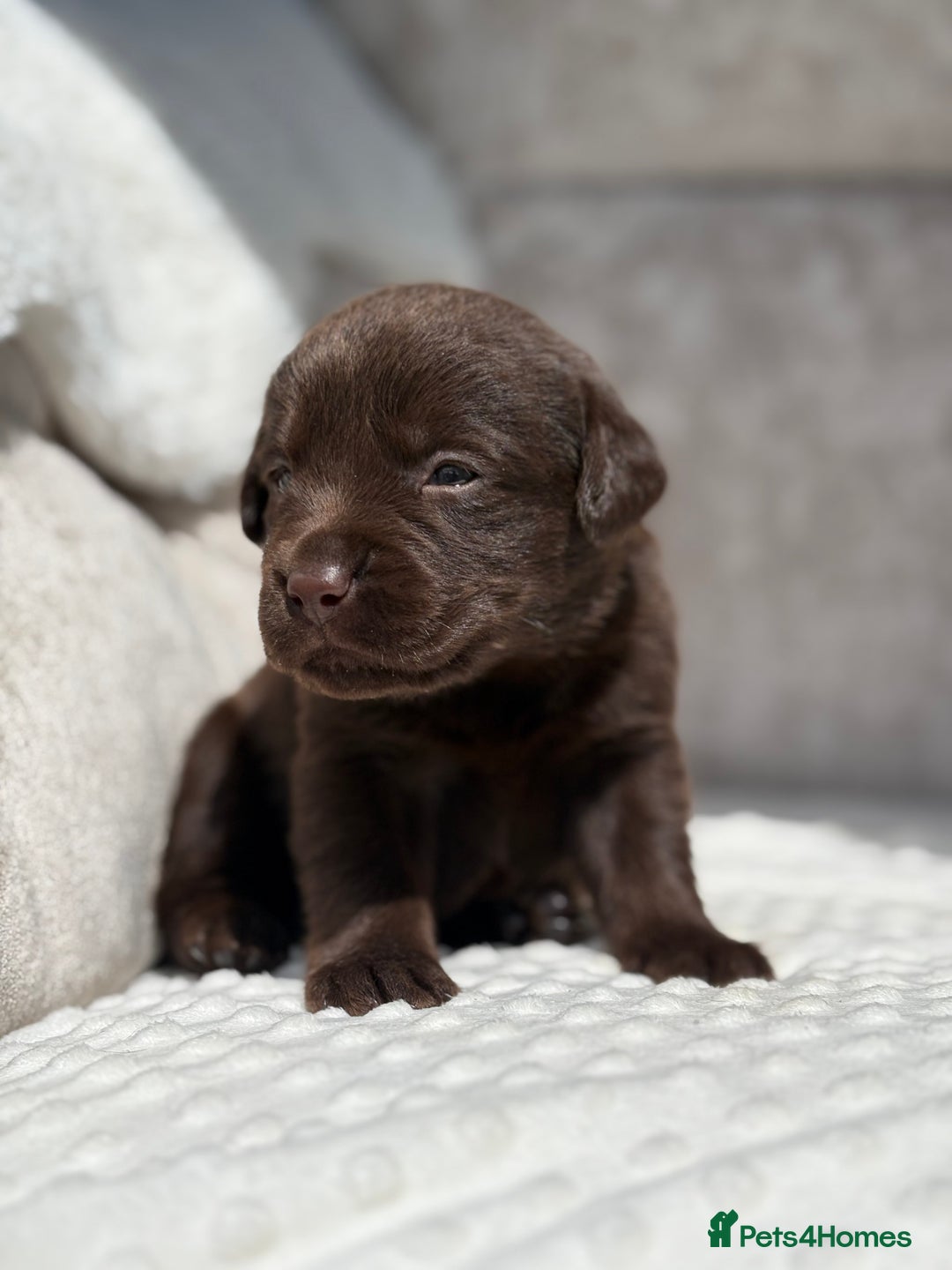 Labrador Retriever dogs for sale: Stunning chocolate Labrador’s with silver jeans  - Image 15