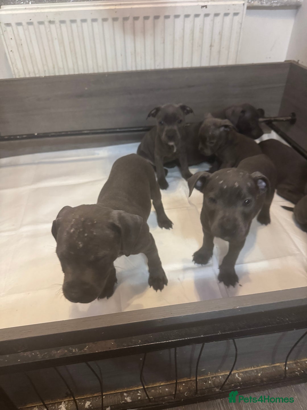 Staffordshire Bull Terrier dogs for sale: 5 boys and 2 girl KC reg staff puppy for sale  - Advert 6