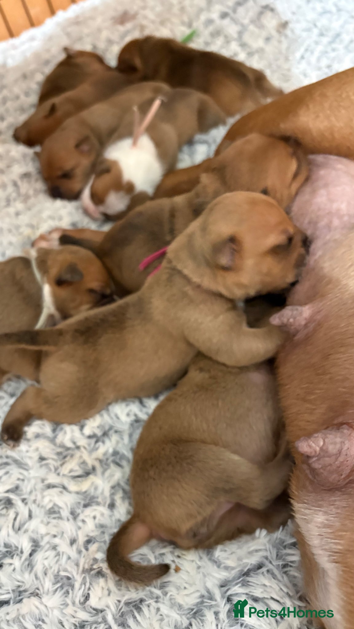Staffordshire Bull Terrier dogs 🔥🔥STUNNING RED STAFF BULL TERRIER PUPPIES🔥🔥 - Advert 3