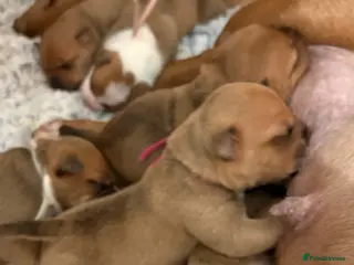 Staffordshire Bull Terrier dogs 🔥🔥STUNNING RED STAFF BULL TERRIER PUPPIES🔥🔥 - Advert 3