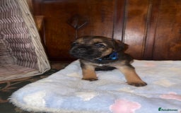 Border Terrier dogs for sale: KC Reg Slem clear Border Terrier Pups - Image 4