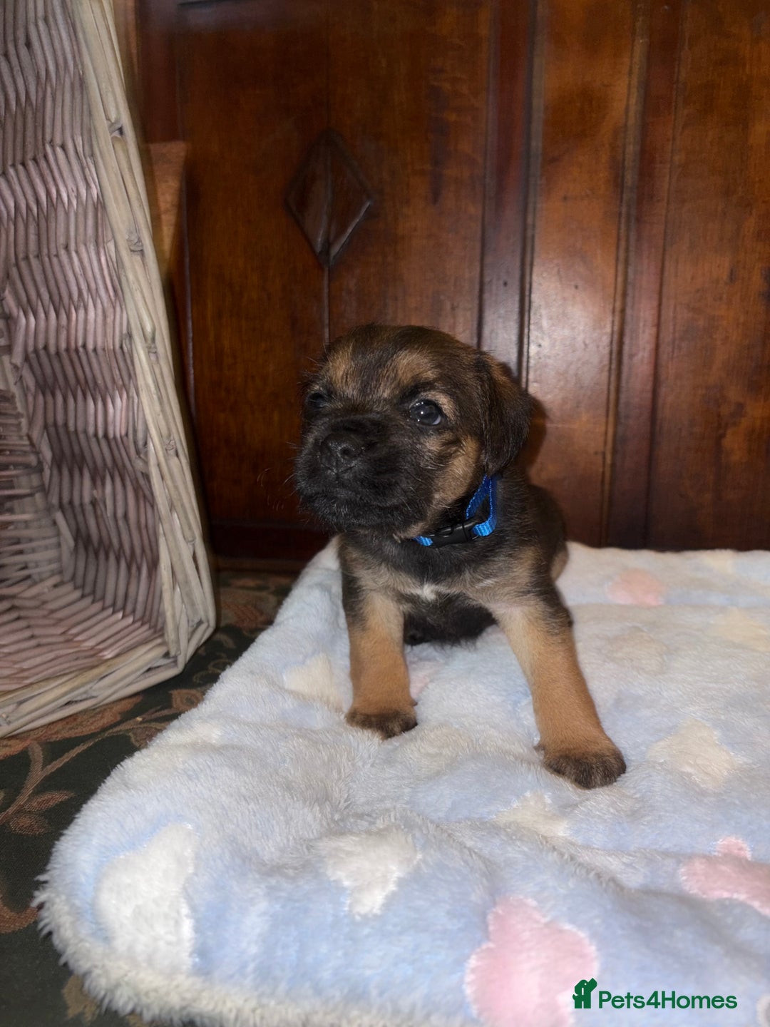 Border Terrier dogs for sale: KC Reg Slem clear Border Terrier Pups - Image 4
