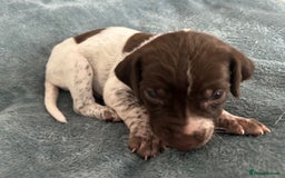 German Shorthaired Pointer dogs for sale: Pure GSP Puppies For Sale - Image 18