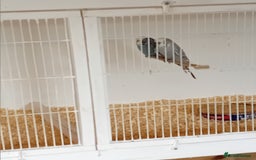 Budgerigars birds for sale: Budgies  - Image 18