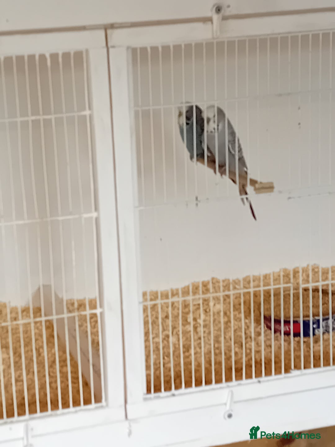 Budgerigars birds for sale: Budgies  - Image 18
