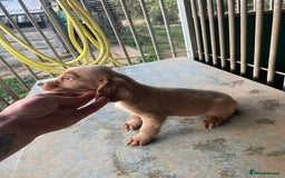 Cocker Spaniel dogs for sale: Working cocker Puppys  - Image 1