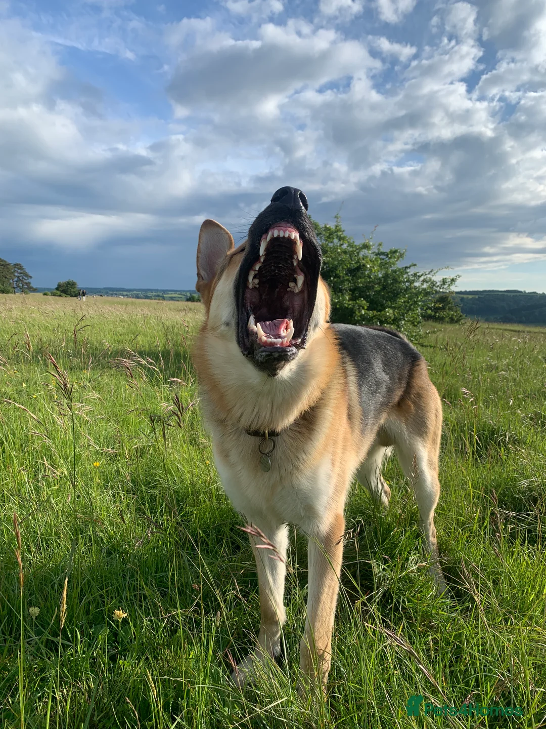 German Shepherd dogs for stud: Spectacular GSD wolfdog *for Stud only* in Dursley - Advert 30