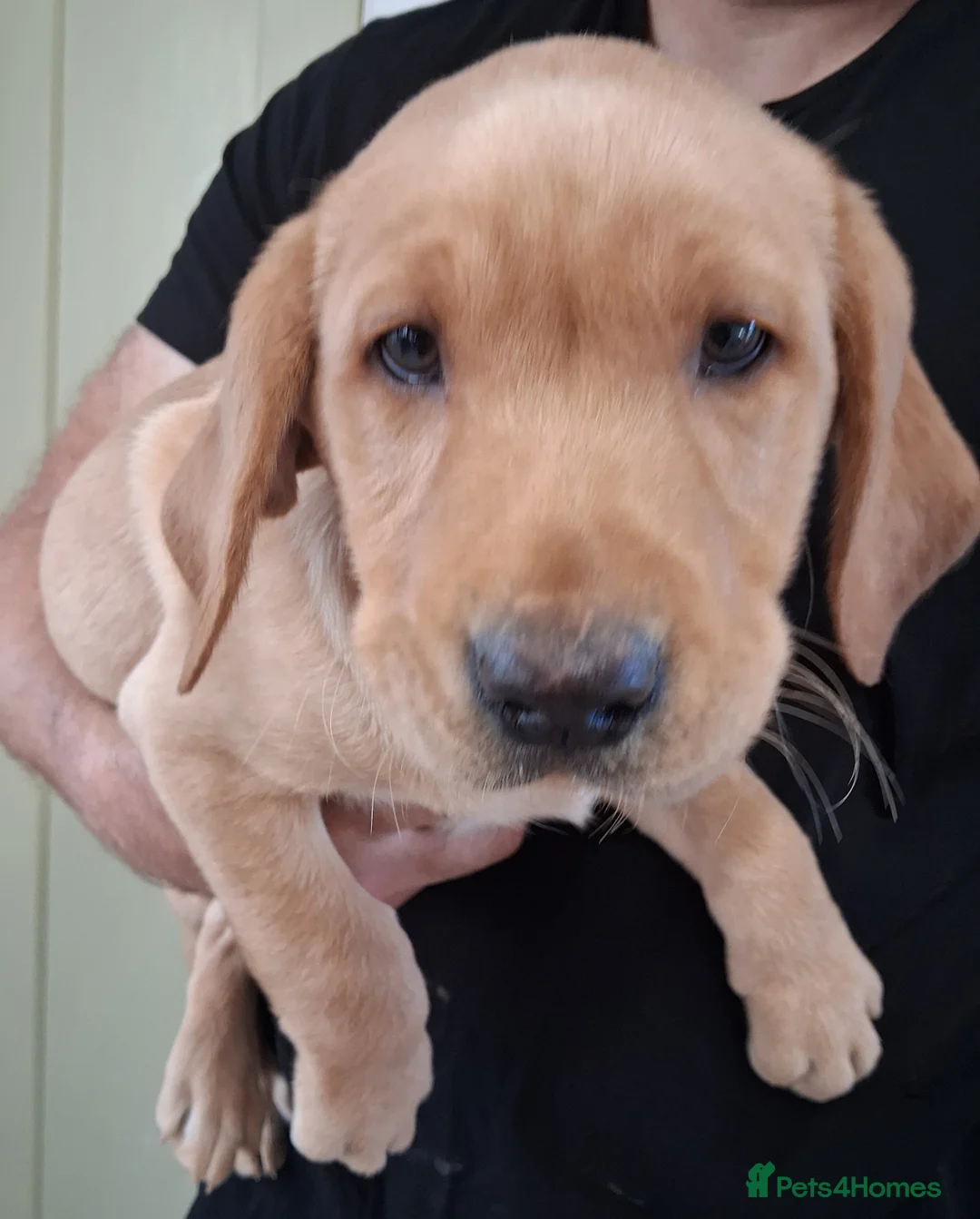 Labrador Retriever dogs for sale: Adorable Golden Labrador Puppies  - Advert 15