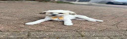 Bichon Frise dogs for sale: Male Bichone - Advert 3