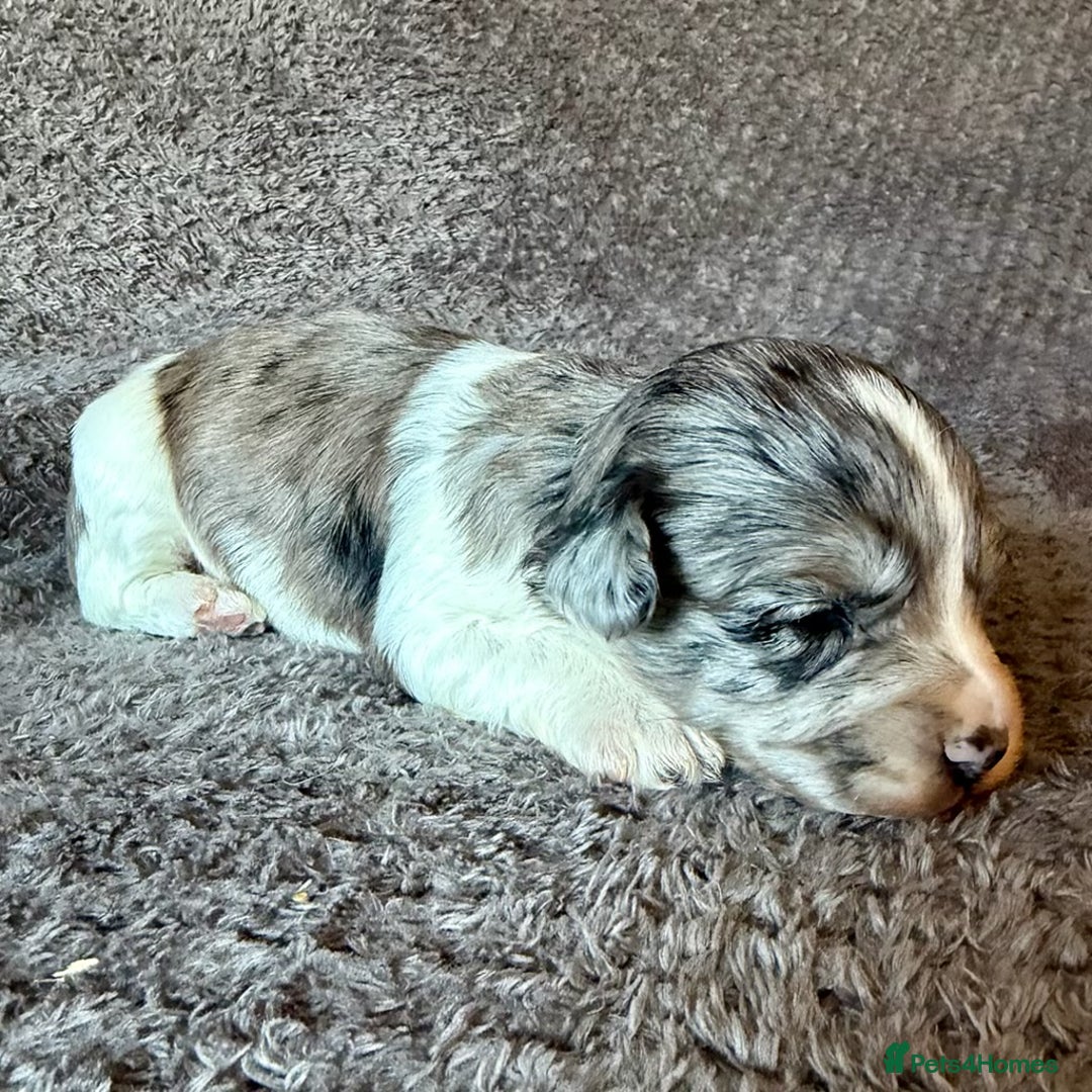 Mixed Breed dogs for sale: Merle Cockachon Teddy Bears - Advert 2