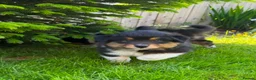 Mixed Breed dogs for sale: Stunning Australian Shepherd x Rough collie pups in Biggar - Advert 16